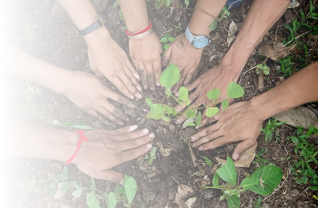 Hands gathered around a newly planted seedling